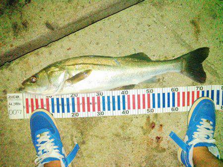 常夜灯ナイトシーバス